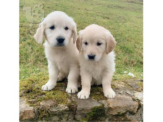 Πανέμορφα χρυσά retriever κουτάβια